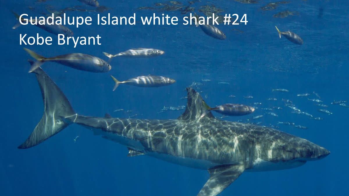 https___cdn.cnn_.com_cnnnext_dam_assets_200210134319-01-kobe-bryant-shark